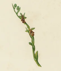 Fliegen-Ragwurz, Ophrys Muscifera