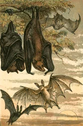 Flughund, Vampirfledermaus, Gemeine Fledermaus und Gespenstervampir