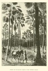 Wald von Fächerpalmen im Westsudan