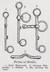 Formen des Zaumzeugs
