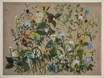 Vierzig Wildblumen am Ufer bei Low Wood gepflückt
