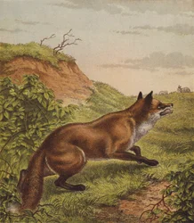 Fuchs