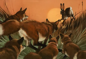 Füchse jagen einen Hasen