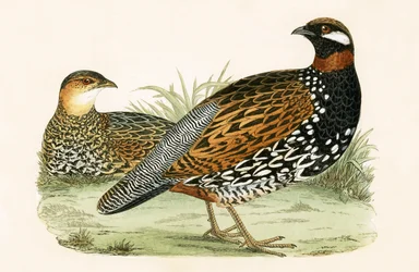 Francolin, Illustration aus 