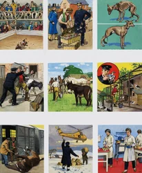 Von damals bis heute: Die Geschichte der RSPCA