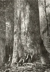 Riesengummibaum, ca. 1880, aus 