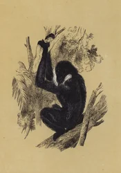 Gibbon
