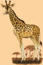 Giraffe