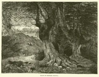 Lichtung in Burnham Beeches