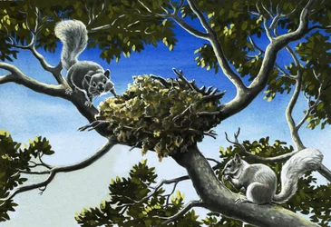 Grauhörnchen