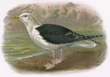 Große Schwarze Rückenmöwe