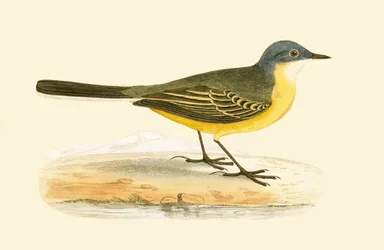 Grauköpfige Gelbspötter, Illustration aus 