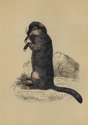 Erdhörnchen (Farblithografie)