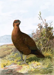 Moorhuhn