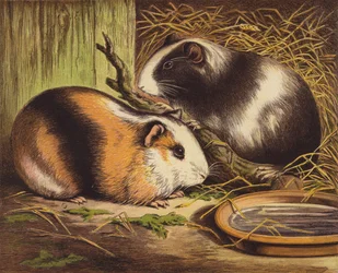 Meerschweinchen