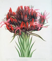 Gymea-Lilie, 1826