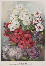 Hardy-Phlox