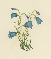 Glockenblume, Campanula Rotundifolia