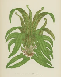Hirschzungenfarn