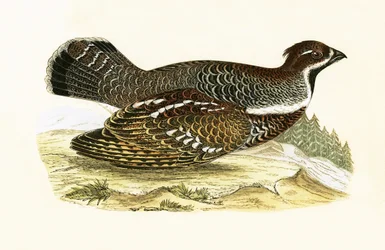 Haselhuhn, Illustration aus 