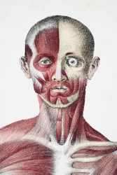 Kopf und Schultern des männlichen menschlichen Körpers, der Muskeln, Sehnen und Knochen zeigt, aus The Vessels of the Human Body, herausgegeben von Jones Quain und William Wilson, veröffentlicht von Taylor und Watson, London 1837