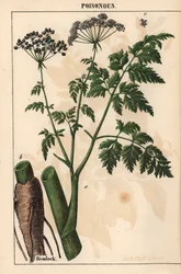 Schierling oder Conium maculatum, aus "The Instructive Picturebook, or Lessons from the Vegetable World," [Charlotte Mary Yonge], Edinburgh