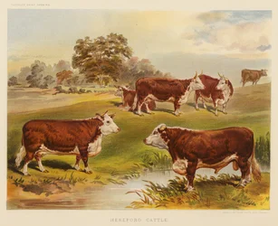 Hereford Rinder