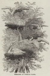 Reiherkolonie im Cobham Park