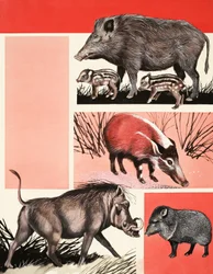 Montage von Schweinen und Wildschweinen