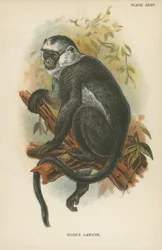 Hoses Langur