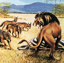 Hyänen kommen, um nach einem Löwen aufzuräumen