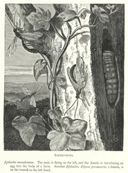 Schlupfwespen (Kupferstich)