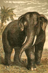 Indischer Elefant