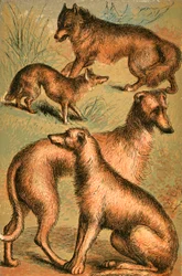 Schakal, Wolf, Irischer Wolfshund und Hirschhund