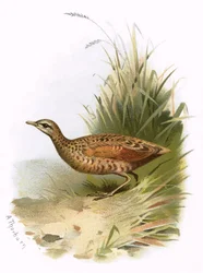 Wachtelkönig