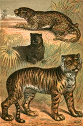 Leopard, Schwarzer Panther und Tiger