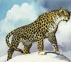 Leopard im Schnee