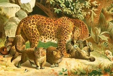 Leoparden