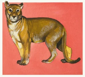Löwin