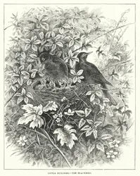 Kleine Baumeister, Die Amsel (Gravur)