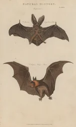 Langohrfledermaus und Vampirfledermaus