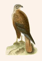 Langbeiniger Bussard, Illustration aus 