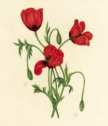Langstacheliger Mohn, Papaver Argemone
