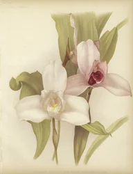 Lycaste skinneri und weiße Sorte