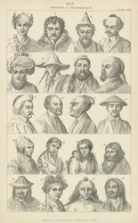 Mensch. Verschiedene Menschenrassen (Stich)