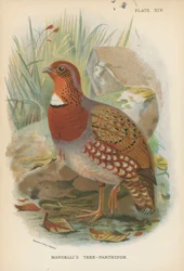Mandellis Baumhuhn