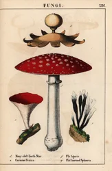 Vielspaltiger Erdstern Geastrum, karminrote Peziza, Fliegenpilz Amanita muscaria und flachgehörnte Sphaeria-Pilze, aus "The Instructive Picturebook, or Lessons from the Vegetable World," [Charlotte Mary Yonge], Edinburgh