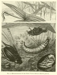 Metamorphosen des Großen Wasserkäfers, Hydrous pisceus