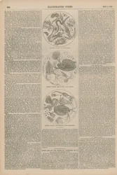 Mikroskopische Bilder von Wasser