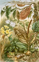 Mimikry bei Insekten